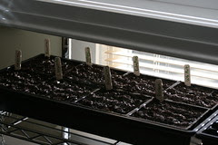 planting 3