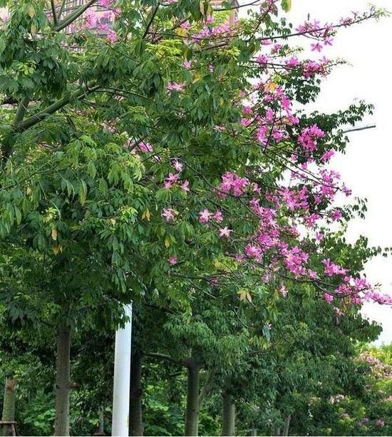 晋安一路段 美人树 提前开花形成一个花球 新浪福建 新浪网