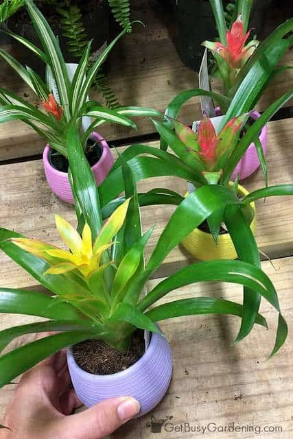 Bromeliad Plant Care How To Grow Bromeliad House Plants Bromeliad Plant Care How To Grow Bromeliad House Plants