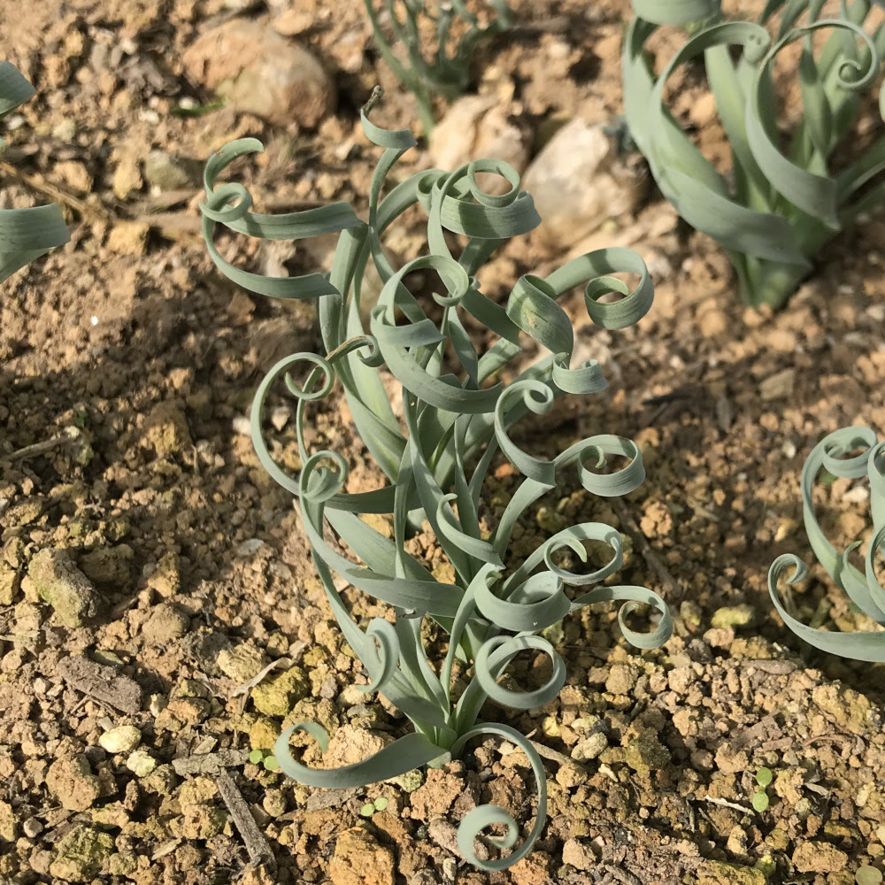 アルブカ属 南アフリカ球根植物 ぱんさのサボテンランド