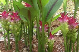 Curcuma Propiedades Beneficios Como Tomarla