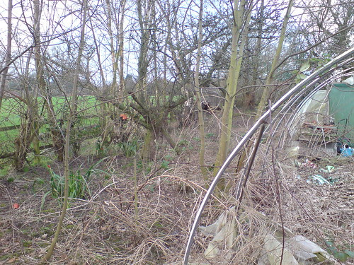 Vegetable patch?