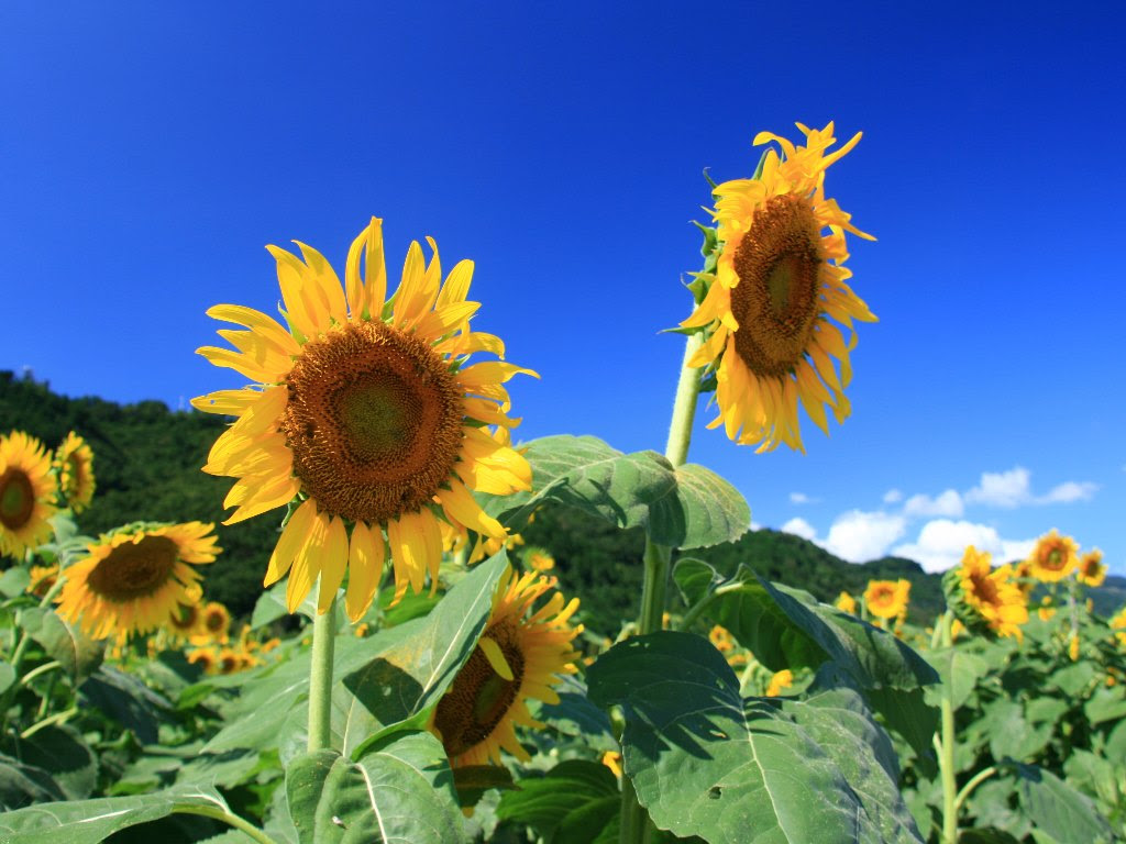 花の壁紙 ひまわり ヒマワリ