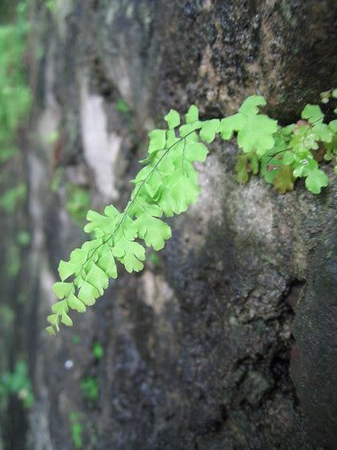 Growing on the Wall