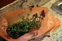 thyme 081