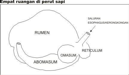 sistem pencernaan  hewan ruminansia memamah biak saonones