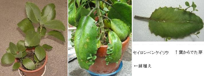 セイロンベンケイソウの不定芽形成とその後の生育