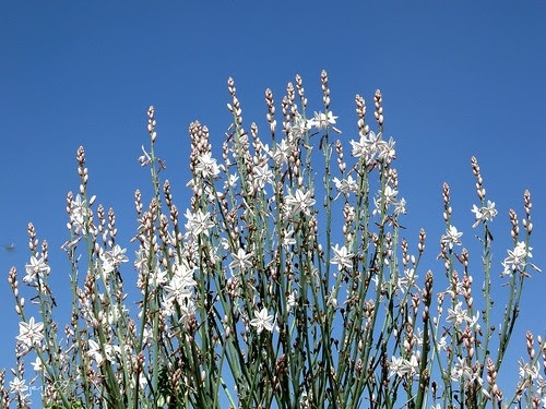 Varitas de San José