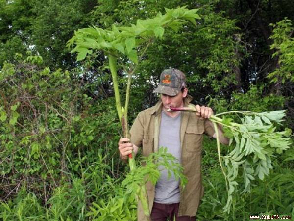 Thực vật cũng biết khi nào tính mạng bị đe dọa