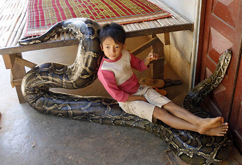 1703 Rumah python
