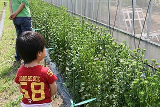 アスター 盆花 米倉ふれあい農園