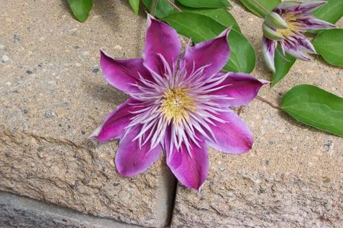 MayGarden03