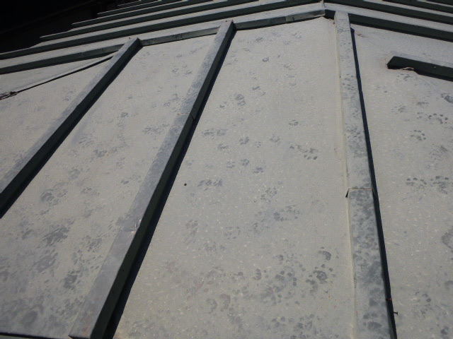 アライグマの足跡 宇治市木幡 山城害虫駆除ブログ