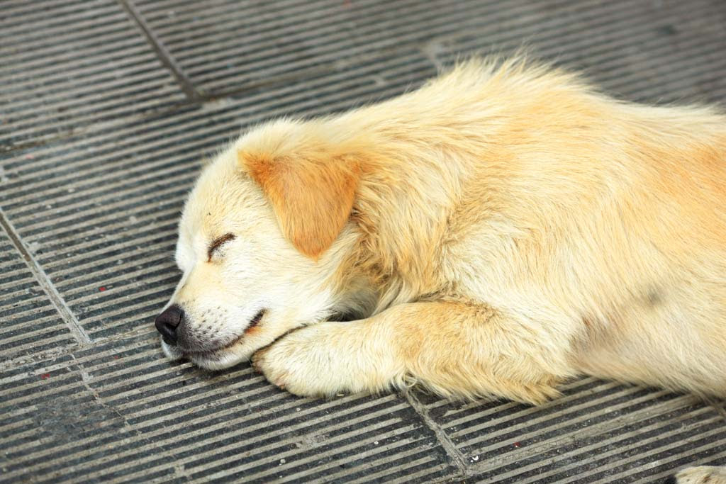 ゆんフリー写真素材集 No 笑う犬 中国 松藩