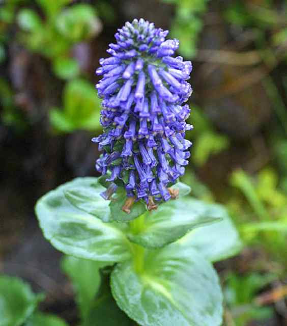 八ケ岳に特有の植物