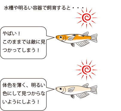 琥珀錦の色が出ない