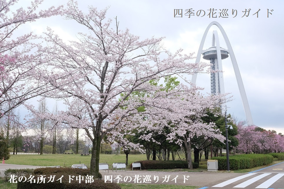 木曽川堤138タワー 桜の名所