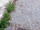 Giardino del Perticari di Senigallia pieno di mozziconi di sigarette