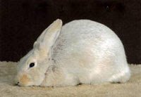 Creme D'Argent Rabbit