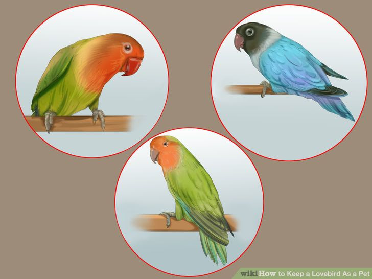 Keep a Lovebird As a Pet Step 2 Version 2.jpg