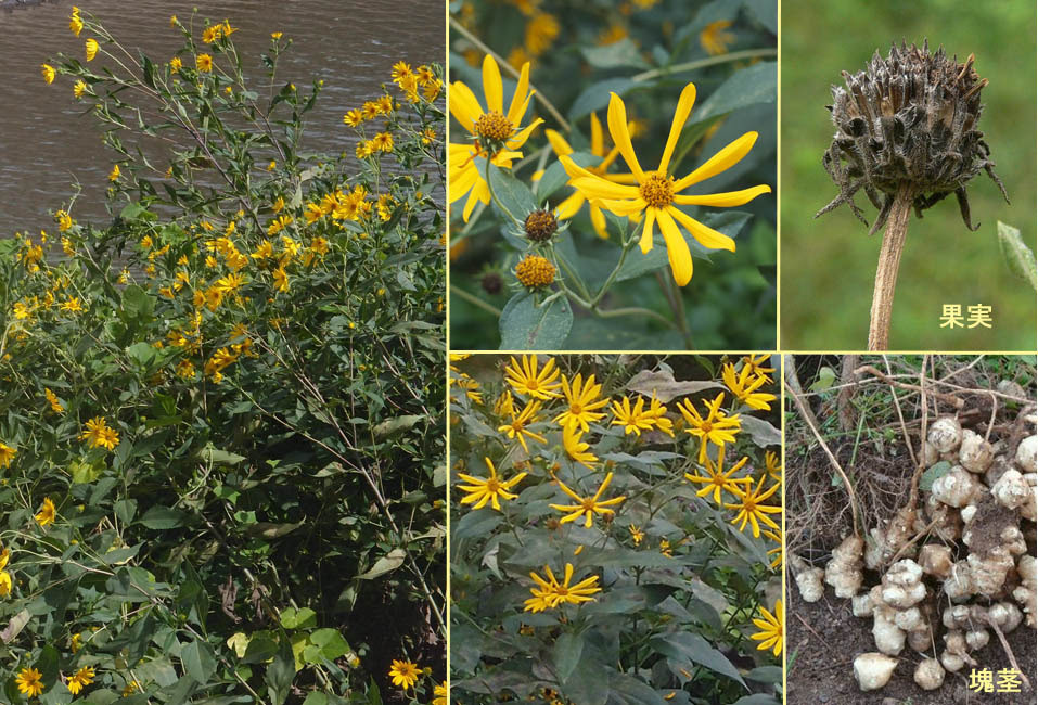 野山の草花 木々の花 植物検索図鑑 キクイモ