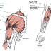 Arm Muscle Diagram - 4 542 Arm Muscles Anatomy Stock Photos Pictures Royalty Free Images Istock : Movement often requires the contraction of a skeletal muscle, as can be observed when the bicep muscle in the arm contracts, drawing the forearm up towards the trunk.