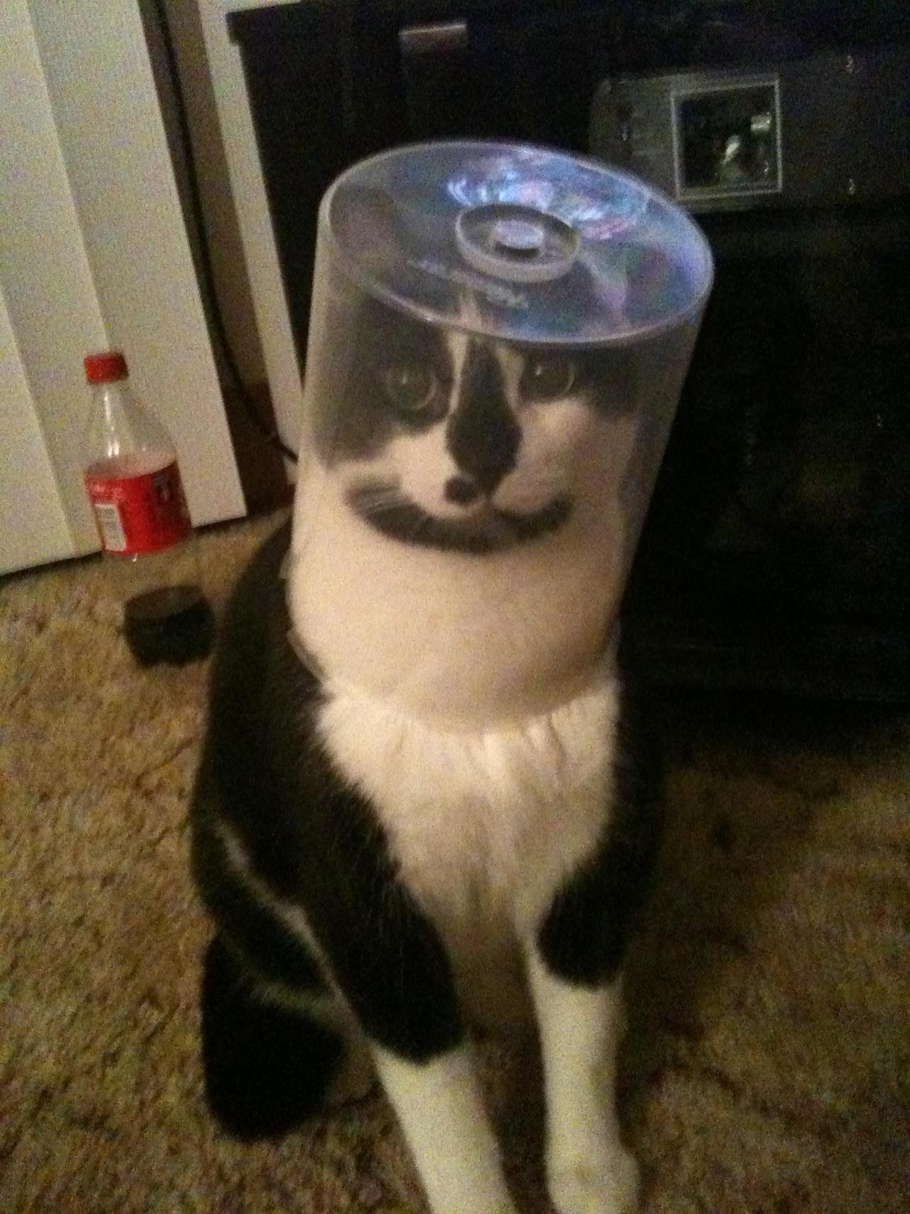 http://24.media.tumblr.com/tumblr_m6pbgpFGui1qh66wqo1_1280.jpg