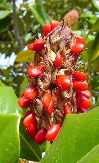 Magnolia fruit - a photo on Flickriver