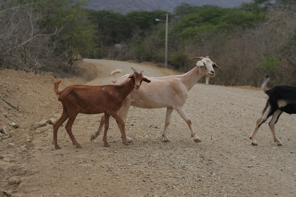 more goats