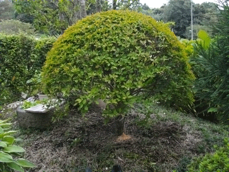 庭のドウダンツツジが害虫に脅かされている その防御策を試みた 樹木の幹に入った害虫退治法方 尾上 茂 の日記 おのログ 楽天ブログ
