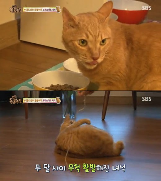 '동물농장' 배다해, 유기묘 준팔이 입양 후 근황…"거식증 고쳤다"