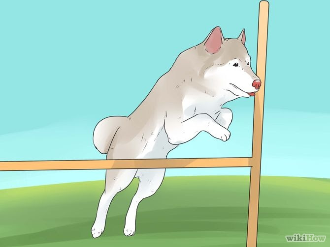 Take Care of an Alaskan Husky Step 7 Version 2.jpg