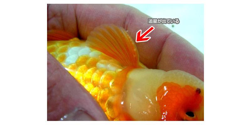 らんちゅうの雄雌判別方法について
