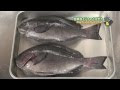 [新しいコレクション] メジナ 塩焼き ウロコ 231807-メ��ナ 塩焼き ウロコ