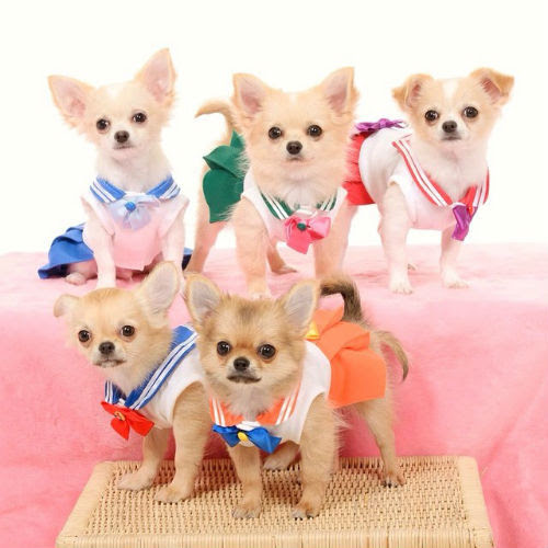チワワの洋服 かわいすぎるチワワのコスプレ画像８選 キャラクター編 ペットの窓口マガジン