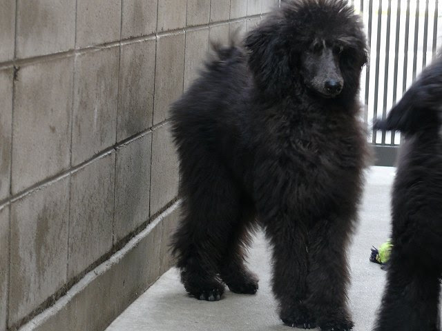 スタンダードプードルの子犬販売 トイプードルの子犬情報 スタンダードプードルのブリーダーより発信のスタンダードプードルとトイプードルの出産情報 スタンダードプードルとトイプードルの大阪の犬舎