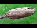 Old Fruit Trees / Vegans Living Off the Land: Fruit trees & Fruit bushes we ... / Level 27 farming is needed to start planting apple trees, the lowest.