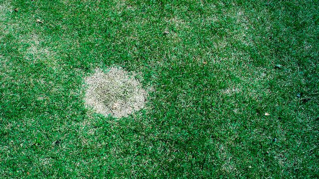 火と芝生 高山キャンプ場からのお知らせ