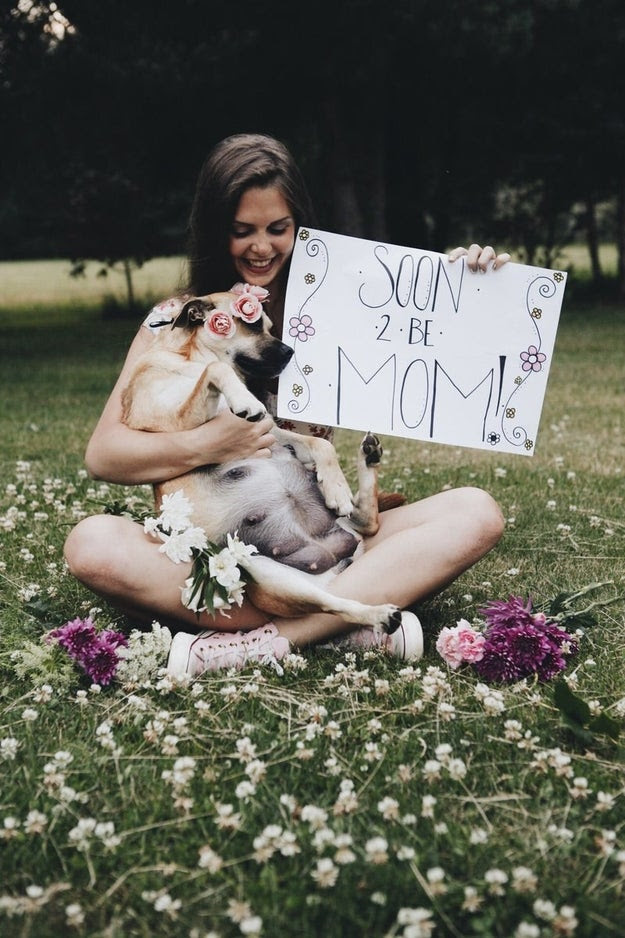 What do you do when you have an incredibly photogenic dog that's eight weeks pregnant? Well, if you're Elsa Veria-Means you throw your dog the cutest damn maternity photoshoot.