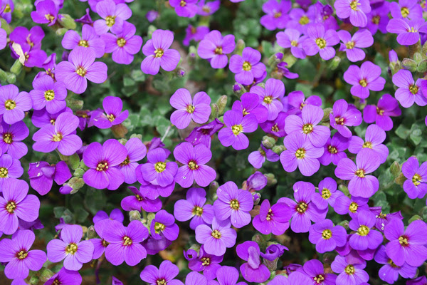 植木鉢で育てたい 秋の花10選 しっとりとした空気を吹き込む草花たち 植木鉢ナビ