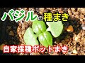 200以上 バジル 苗 間引き 208338-バジル 苗 間引き