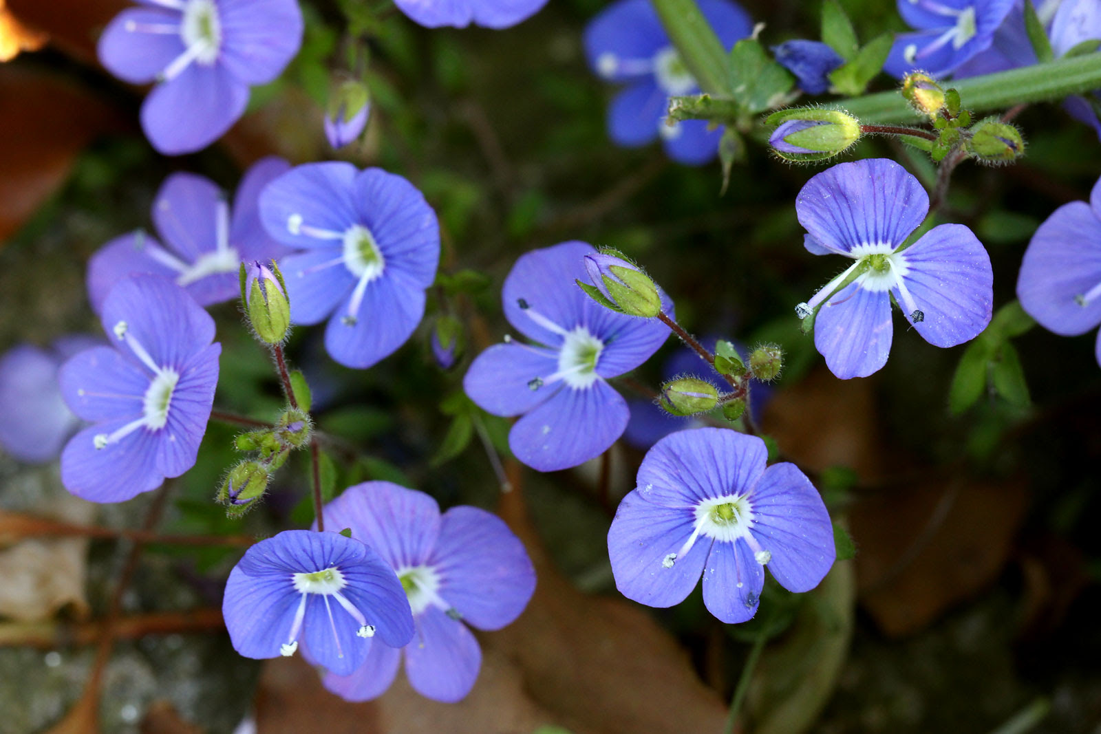 お花の写真集 ベロニカ オックスフォードブルー