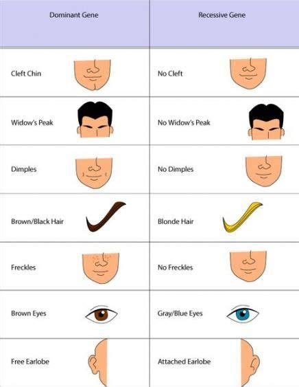  analyzing eye color genetics chart and what you need to know eyes
