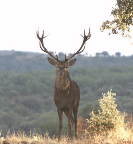 Red Deer: The king of the Spanish forest. Ciervo: El rey del bosque ibérico.