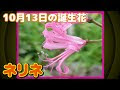 [最も人気のある！] 10 月 13 日 誕生 花 536011-10月13日誕生花 韓国