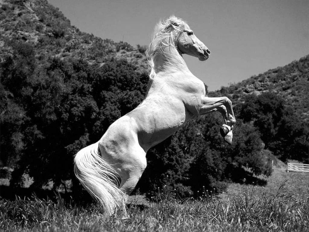 http://24.media.tumblr.com/tumblr_m3iu4z7Wsr1qa9lnvo1_1280.jpg