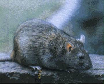 Tikus got sering berkeliaran di selokan kotor warna bulunya hitam, pembawa bakteri leptospira. Ukurannya lebih besar dari tikus loteng.