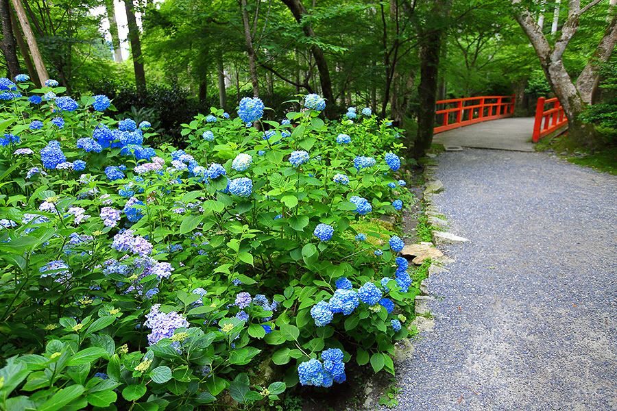 三千院 紫陽花