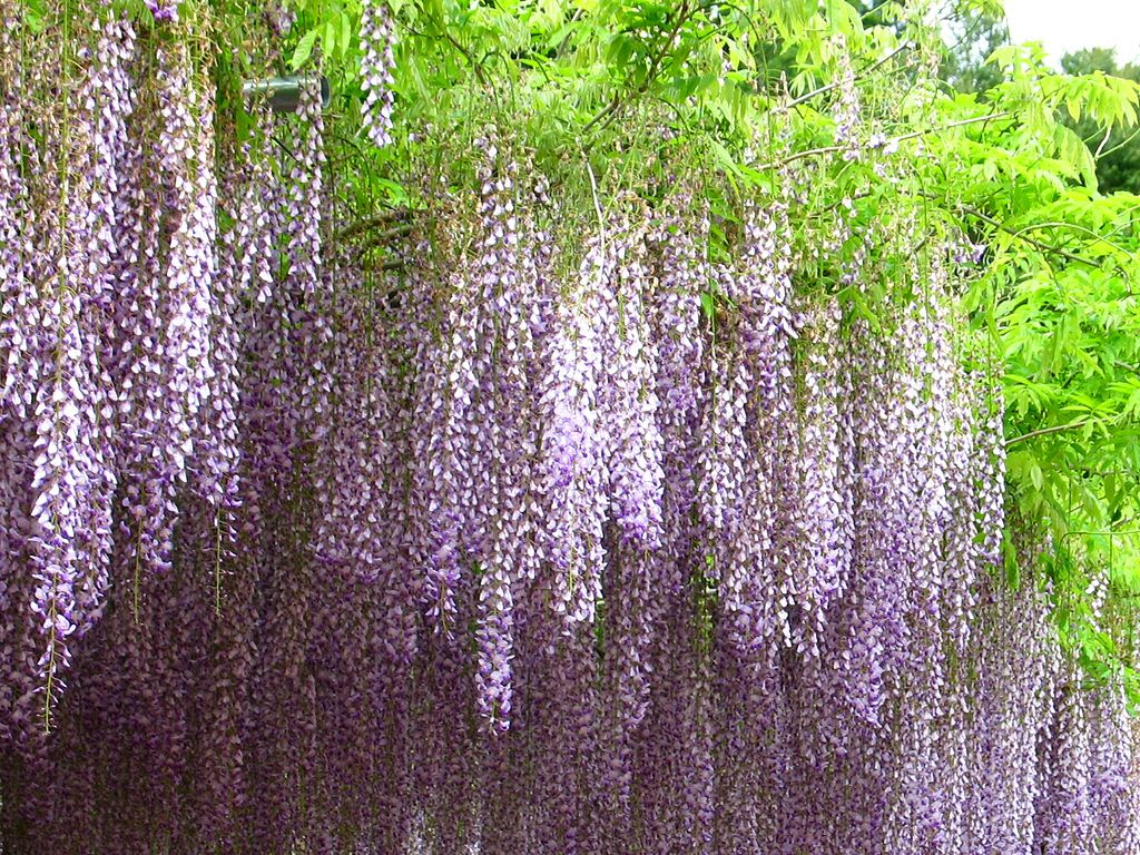 藤棚 藤 フジ の花 壁紙写真 四季の彩り壁紙写真集