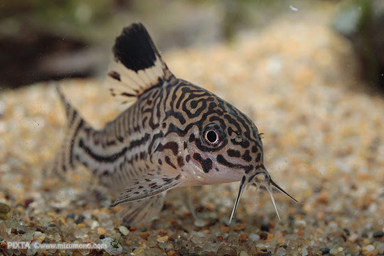 なま ず 世界のなまず なま ず なま ず 熱帯魚のことなら みずものコム